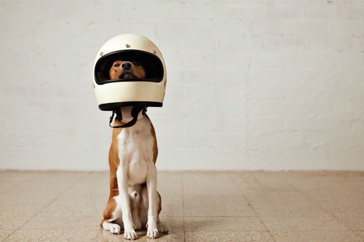 Cane moto incredibile sicurezza legge Codice della Strada novità