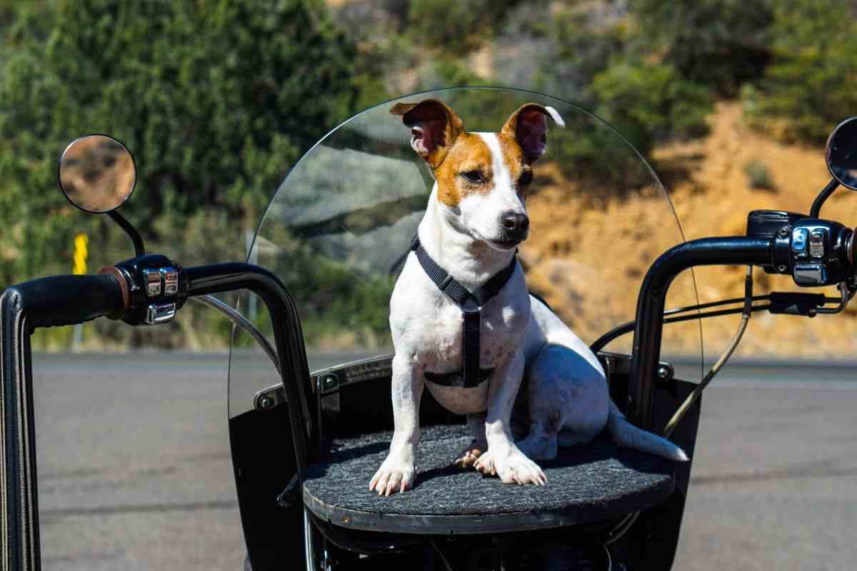 Cane moto regole importanti rispetto